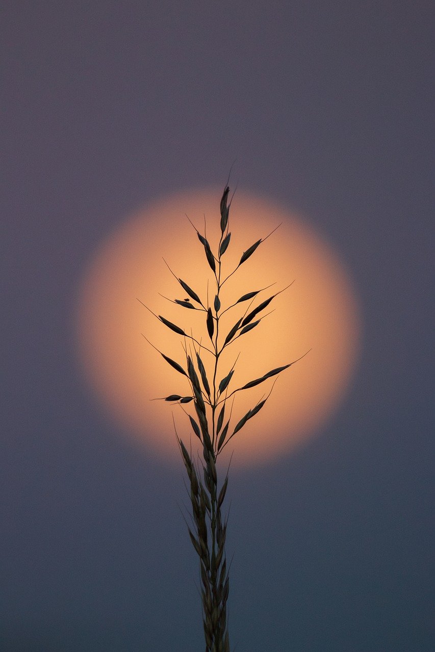 wheat, grain, ear, moon, silhouette, dusk, grain straw, nature